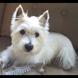 Meet your Posher, Dustye